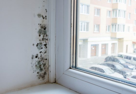 Schimmel am Fenster entsteht durch hohe Luftfeuchtigkeit, nährstoffarmen Boden, Wärme und weiteren Faktoren. 
